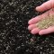 How to Plant Grass Seed in Bare Spots