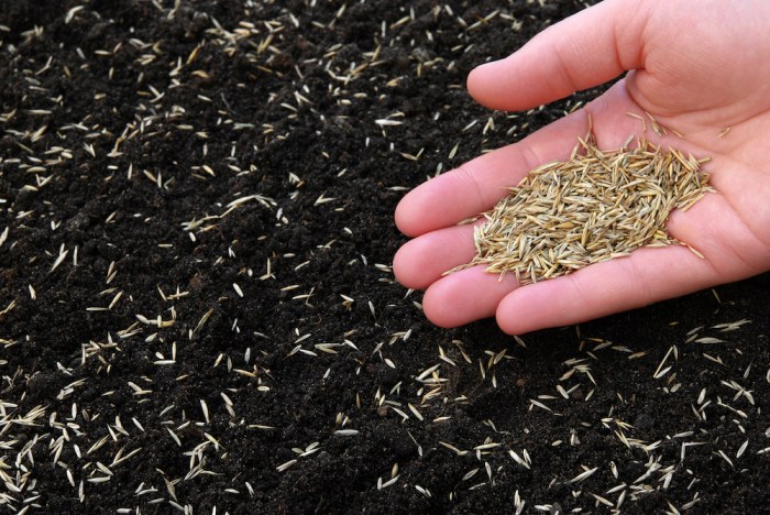 How to plant grass seed in bare spots