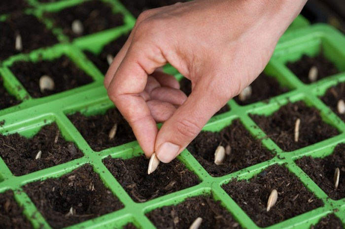 How to plant using seeds