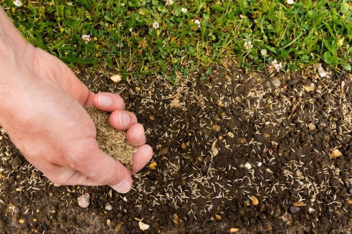 How to plant a lawn with seed