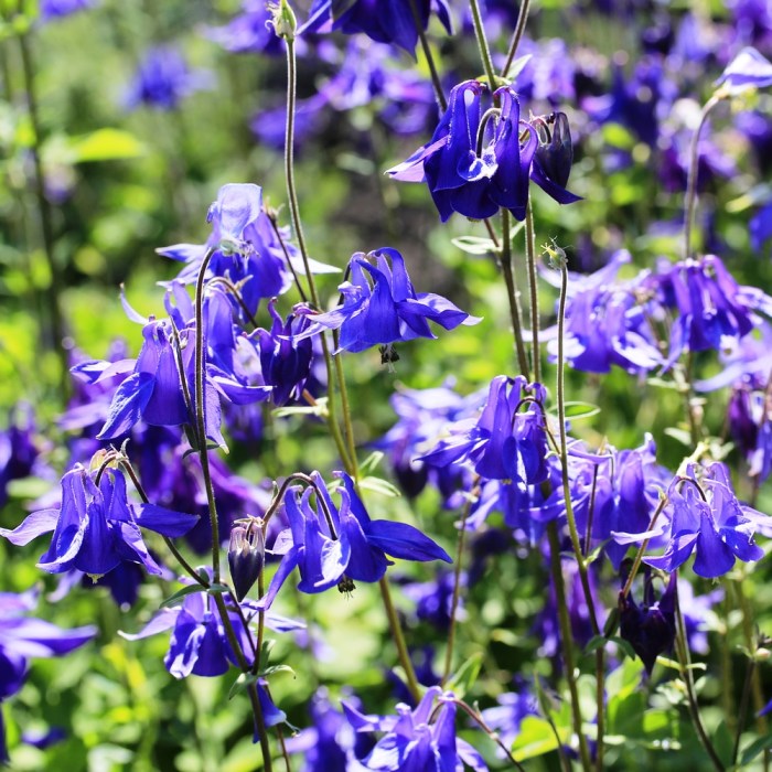 When to plant aquilegia seeds