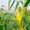 When to Plant Corn Seeds A Comprehensive Guide