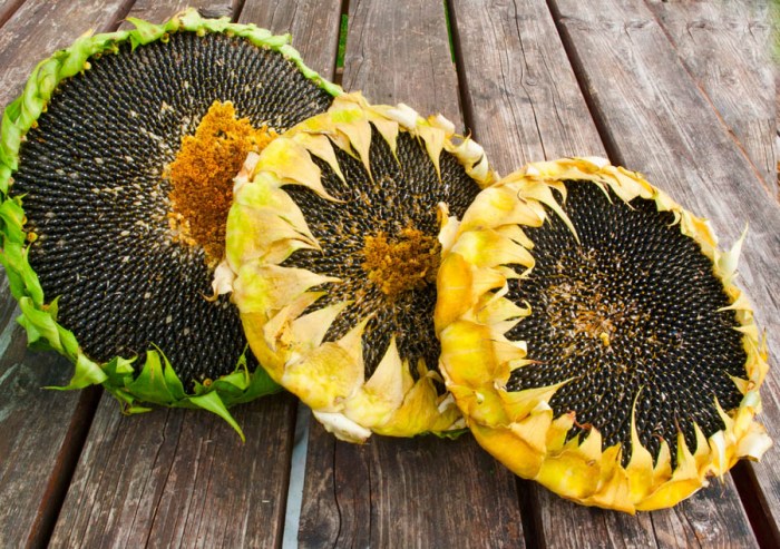 Where to buy sunflower seeds for planting