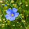 How to Grow Flax Seed Plants