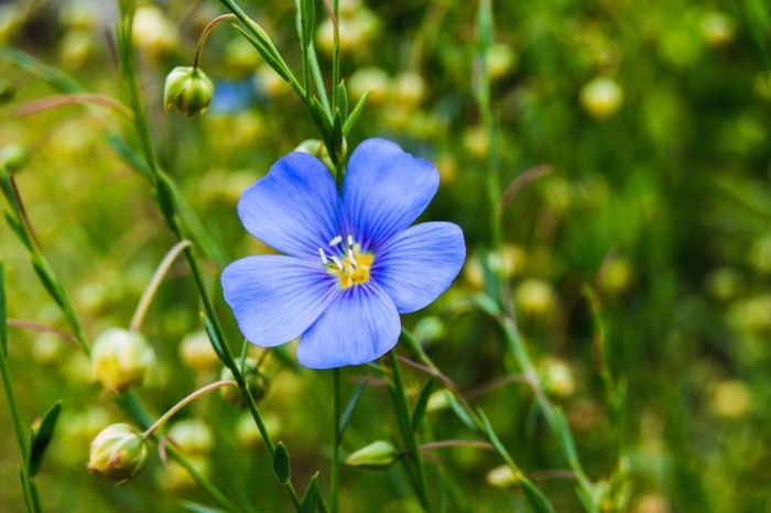 How to grow flax seed plants