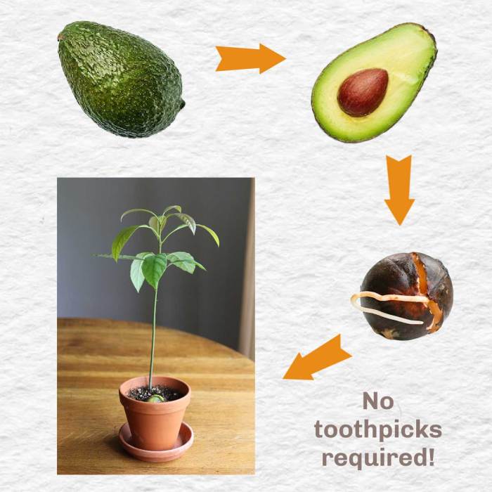 Avocado grow seed plant do step avocados guide key need