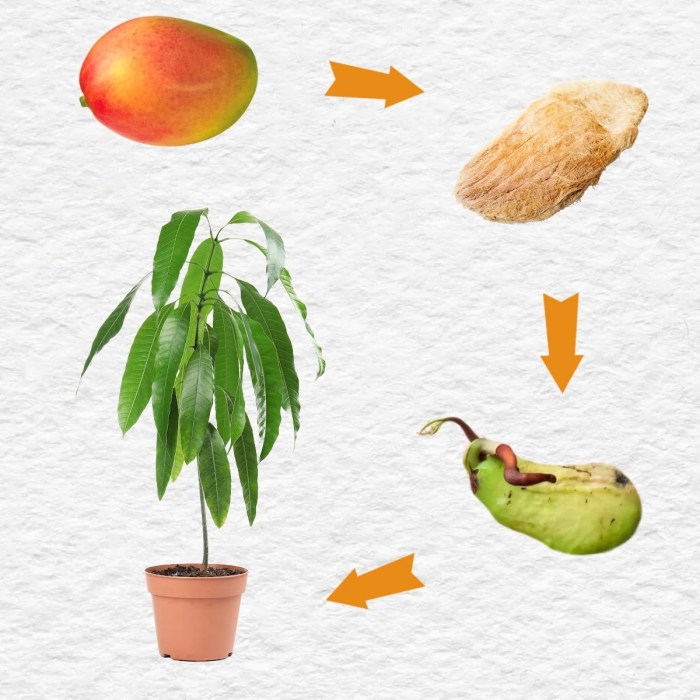 Mango seed plant