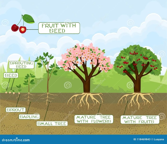 How to plant cherry tree seeds