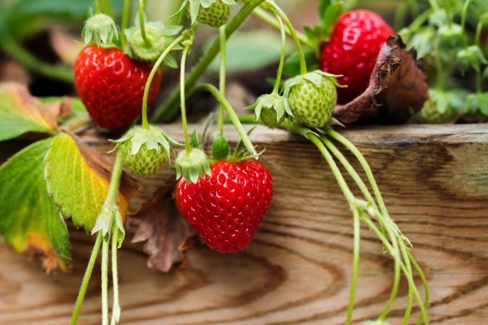 How to plant a strawberry seed