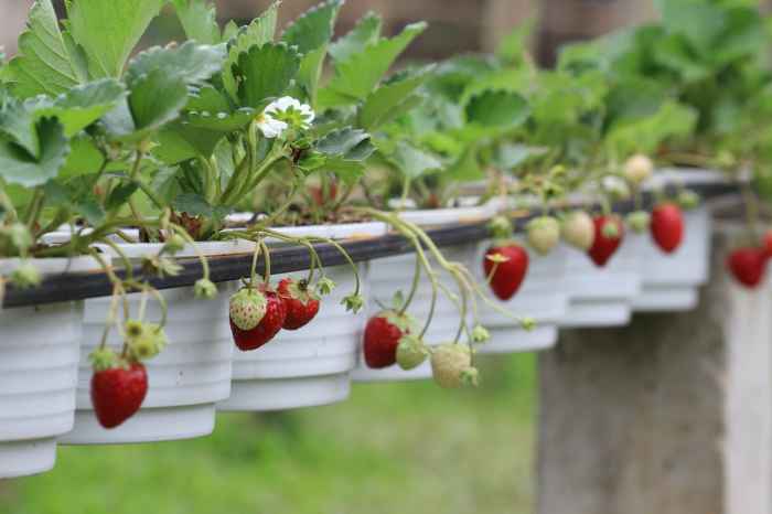 How to plant strawberries seeds