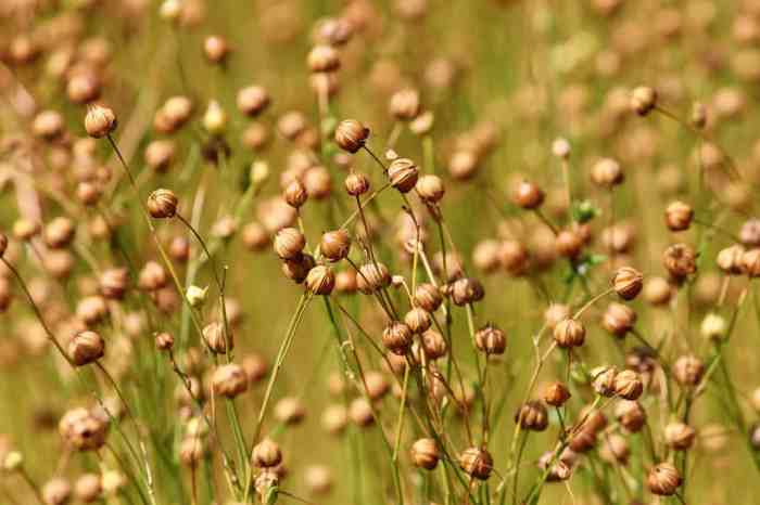 How to grow flax seed plants