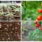 How to Plant Tomato Seeds A Comprehensive Guide