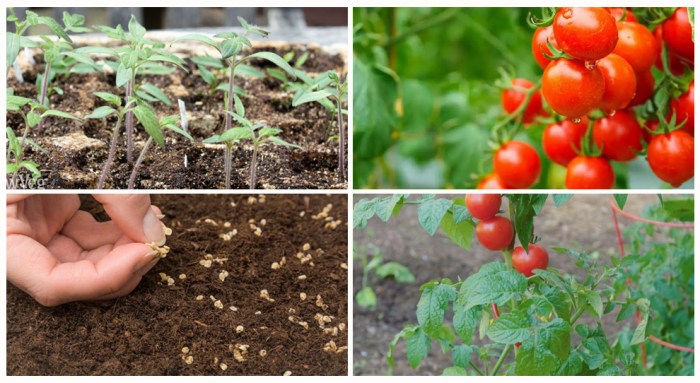 How to plant tomatoes seeds