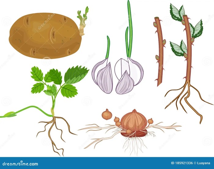 Do potato plants have seeds