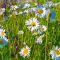 How to Plant Daisy Seeds