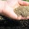 When to Plant Grass Seeds A Comprehensive Guide