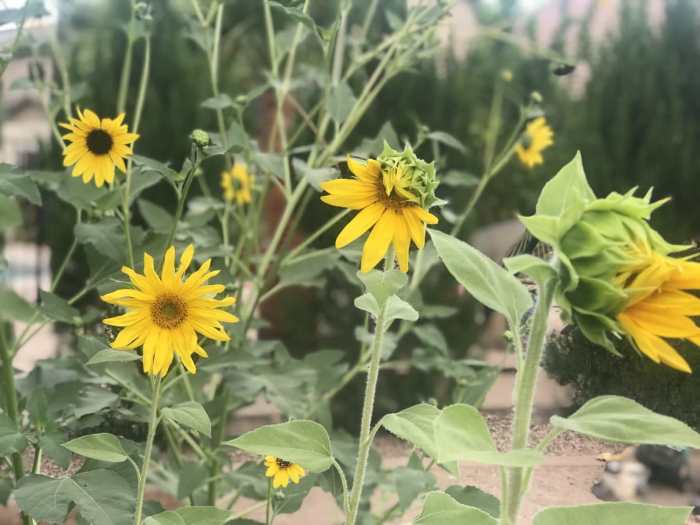 How to save sunflower seeds to plant