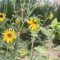 How to Plant Sunflower Seeds