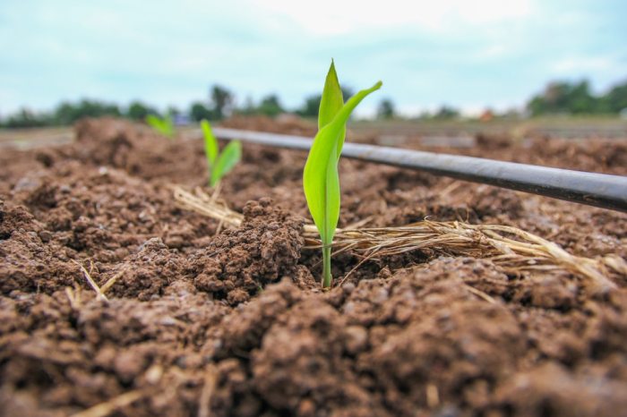 How deep to plant corn seeds