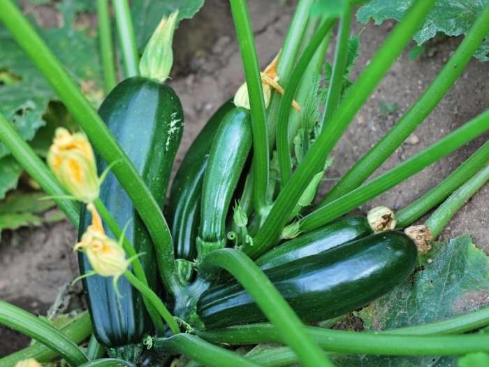 Zucchini seeds plant