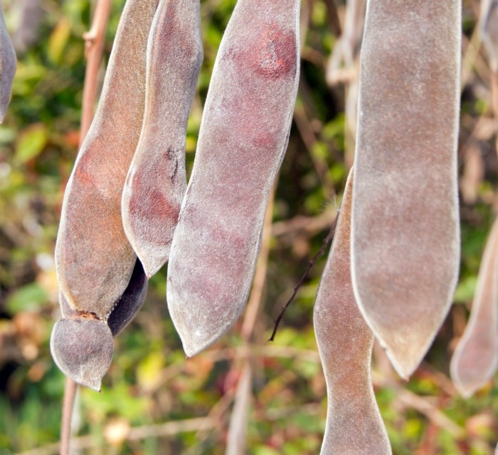 How do you plant wisteria seeds