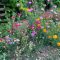 When Can You Plant Wildflower Seeds?