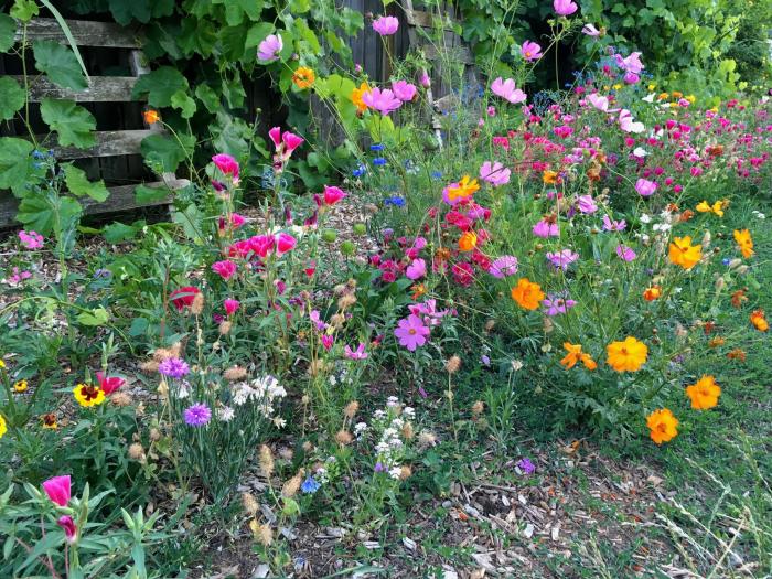 When can you plant wildflower seeds