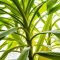 How to Grow Yucca Plants From Seeds